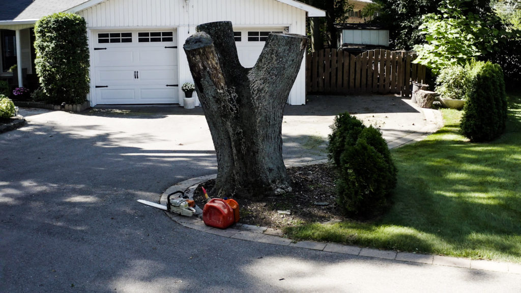 Silver Maple Tree stump