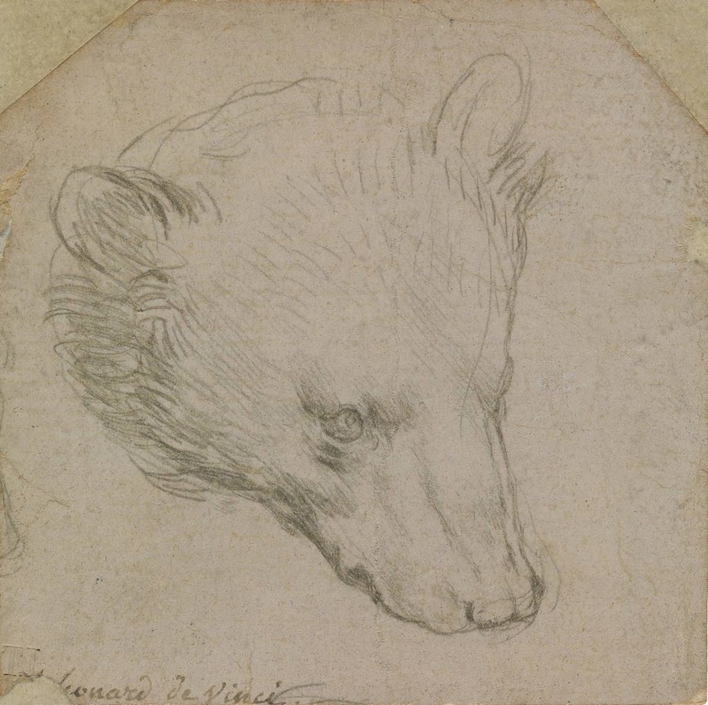 bear drawing davinci