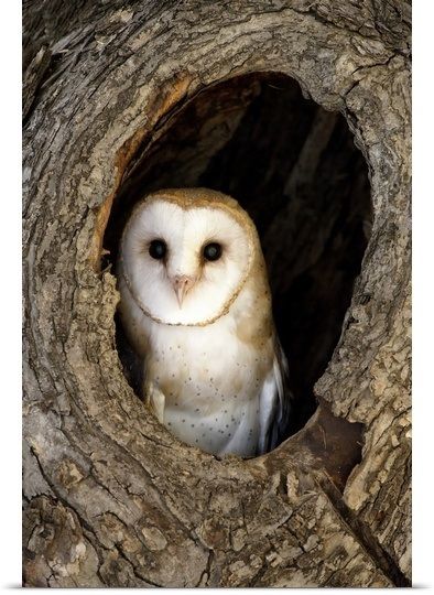 Barn owl carving sculpture