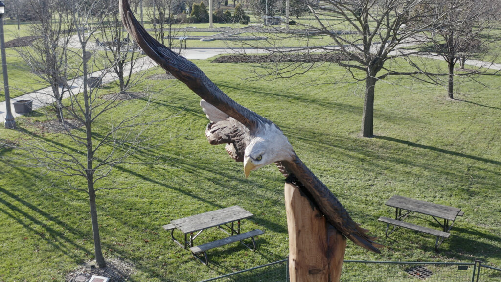 bald eagle Jackson park 